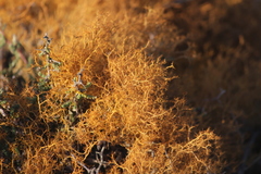 Teloschistes capensis