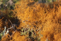 Teloschistes capensis