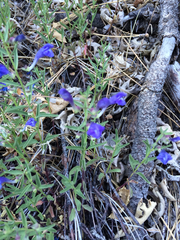 Scutellaria siphocampyloides