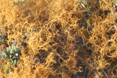 Teloschistes capensis