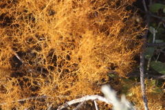 Teloschistes capensis