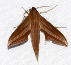 Xylophanes neoptolemus