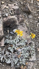 Jacobaea incana