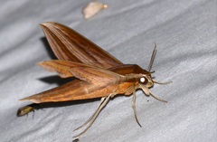 Xylophanes neoptolemus