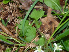Saxifraga granulata