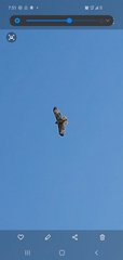 Buteo jamaicensis