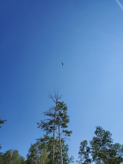 Buteo jamaicensis