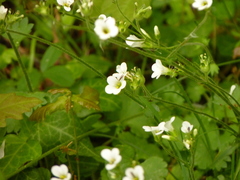 Saxifraga granulata