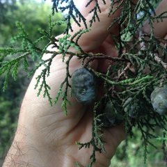 Juniperus poblana