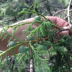 Juniperus poblana