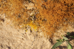Dufourea flammea