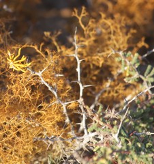 Dufourea flammea