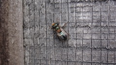 Osmia lignaria lignaria