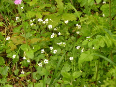 Saxifraga granulata