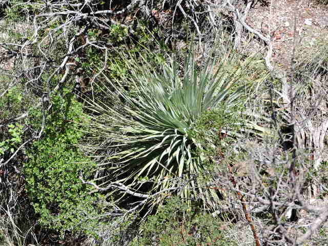 Dasylirion sereke (Chihuahua Sotol)