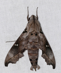 Madoryx oiclus