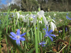 Galanthus nivalis