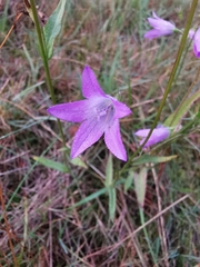 Campanula rapunculus