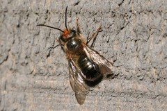 Osmia lignaria lignaria