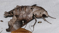 Madoryx oiclus