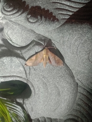 Clanis bilineata
