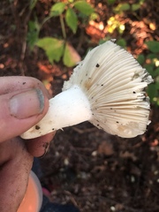 Russula