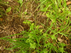 Cruciata laevipes