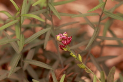 Rhinotropis cornuta fishiae