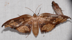 Draconia denticulata