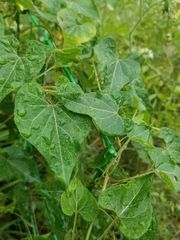 Cynanchum