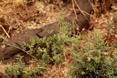 Rhinotropis cornuta fishiae