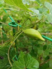 Cynanchum
