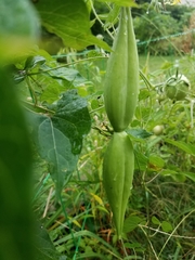 Cynanchum