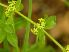 Cruciata laevipes