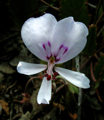 Pelargonium ovale
