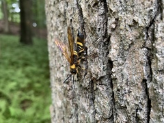 Eriotremex formosanus