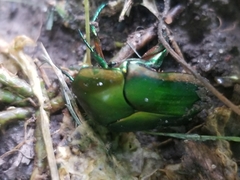 Cotinis nitida