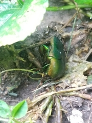 Cotinis nitida