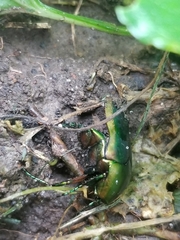 Cotinis nitida