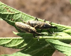Lixus scrobicollis