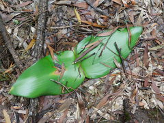 Haemanthus