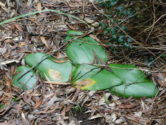 Haemanthus