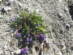 Oxytropis montana