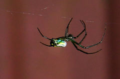 Leucauge venusta