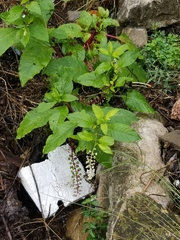 Phytolacca americana