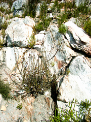 Prismatocarpus campanuloides