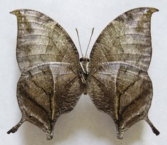 Consul electra electra