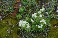 Galium anisophyllon