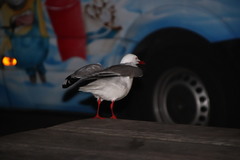 Chroicocephalus novaehollandiae