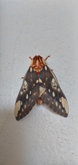 Citheronia brissotii